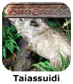 Taiassuidi